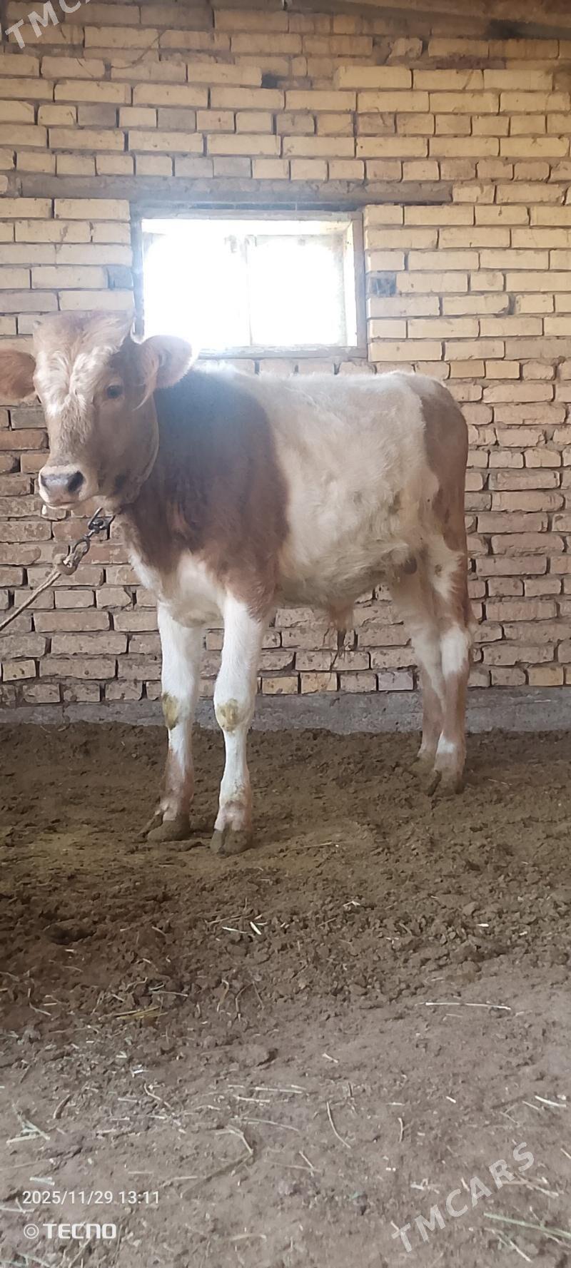 Smental öküz - Mary - img 5