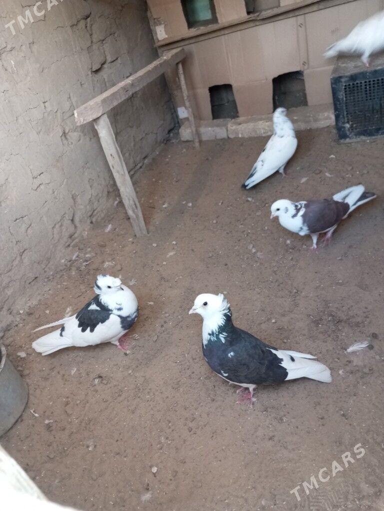 kepderi - Мары - img 6