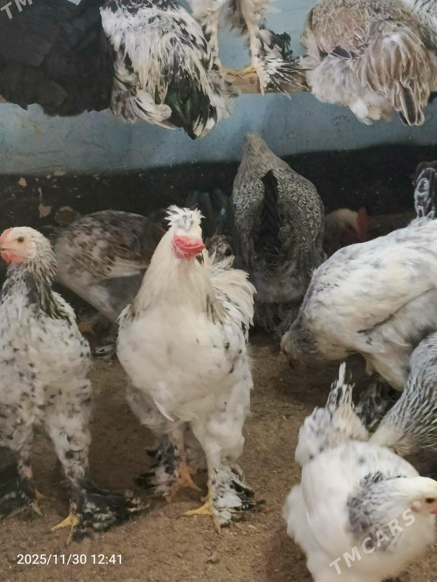 brama horaz dine 7stk ba - Bedew - img 9