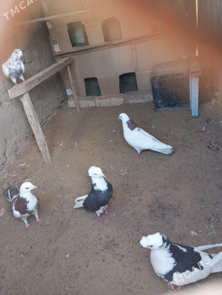 kepderi - Мары - img 3