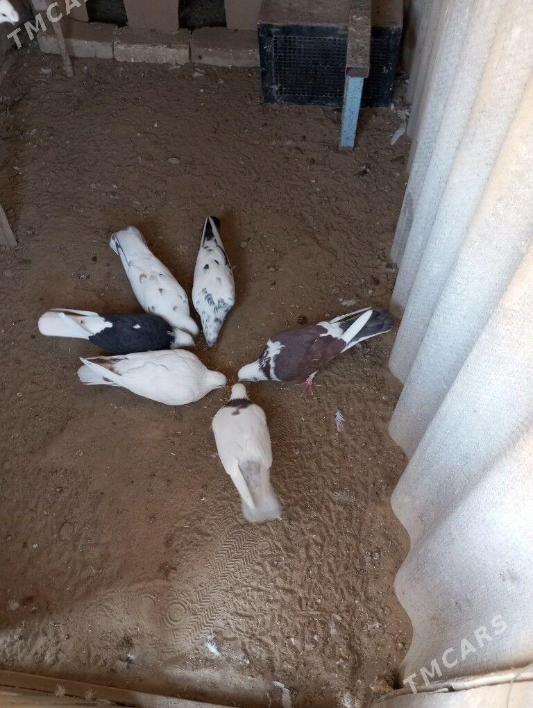 kepderi - Мары - img 2