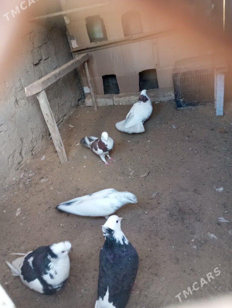 kepderi - Мары - img 7