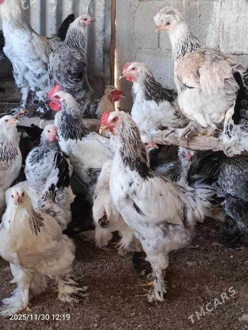 brama horaz dine 7stk ba - Bedew - img 5