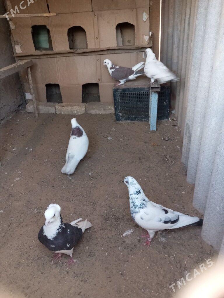 kepderi - Мары - img 4