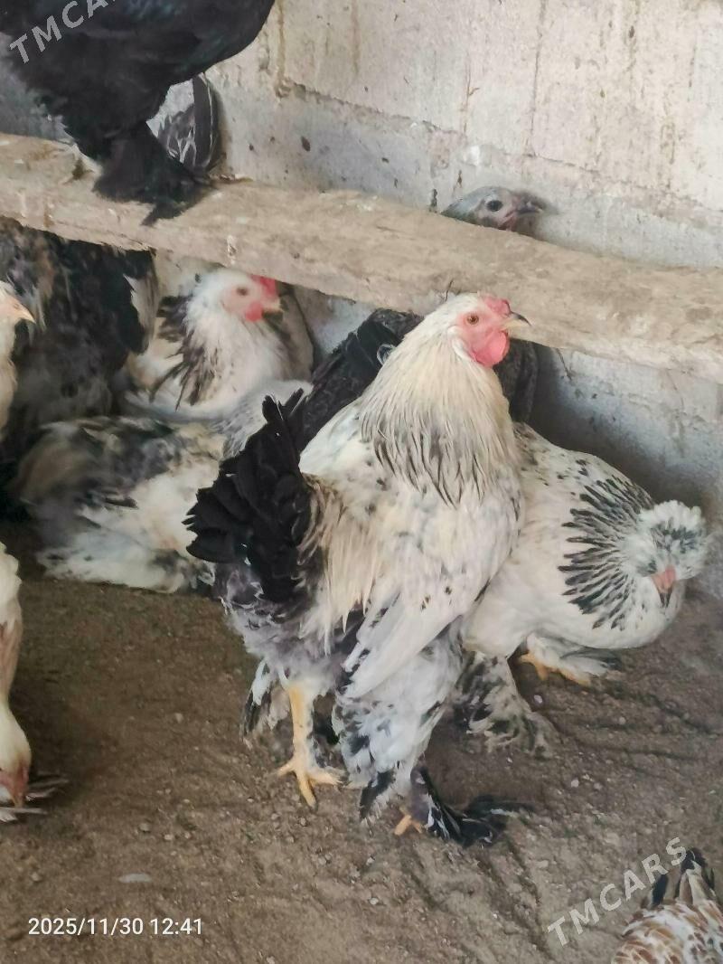 brama horaz dine 7stk ba - Bedew - img 8