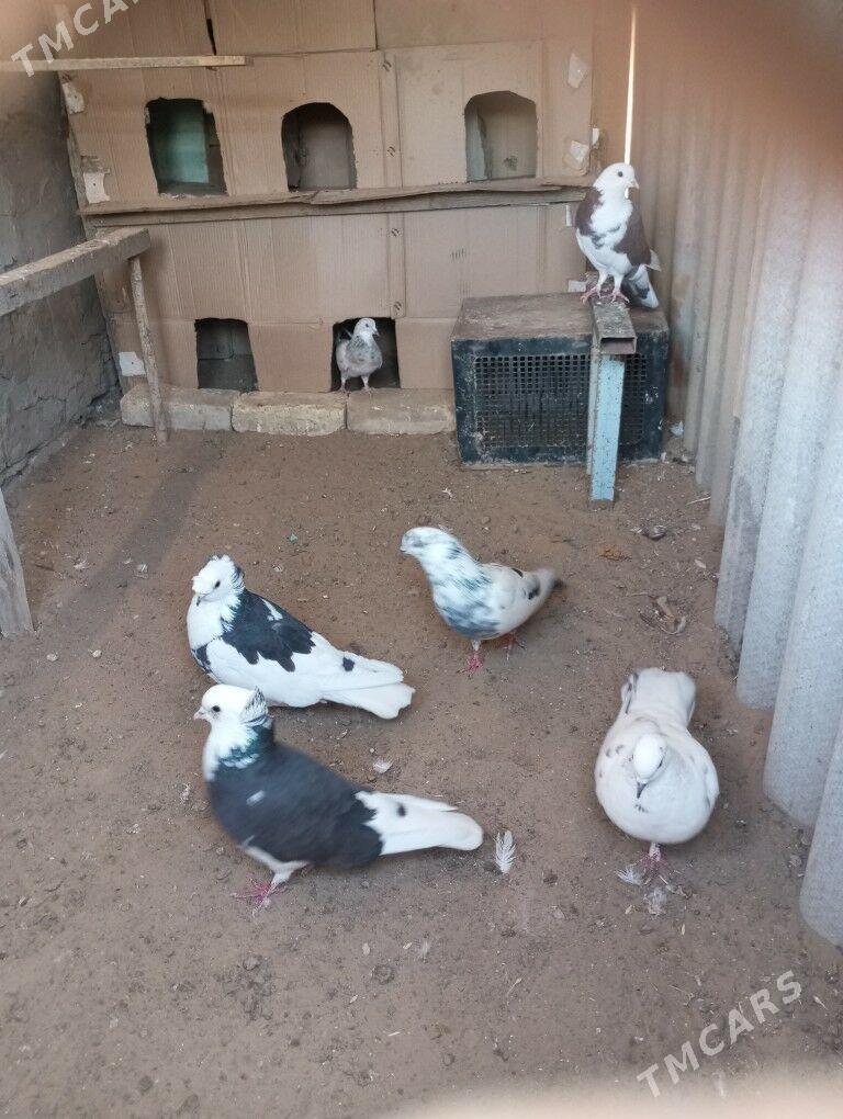 kepderi - Мары - img 5