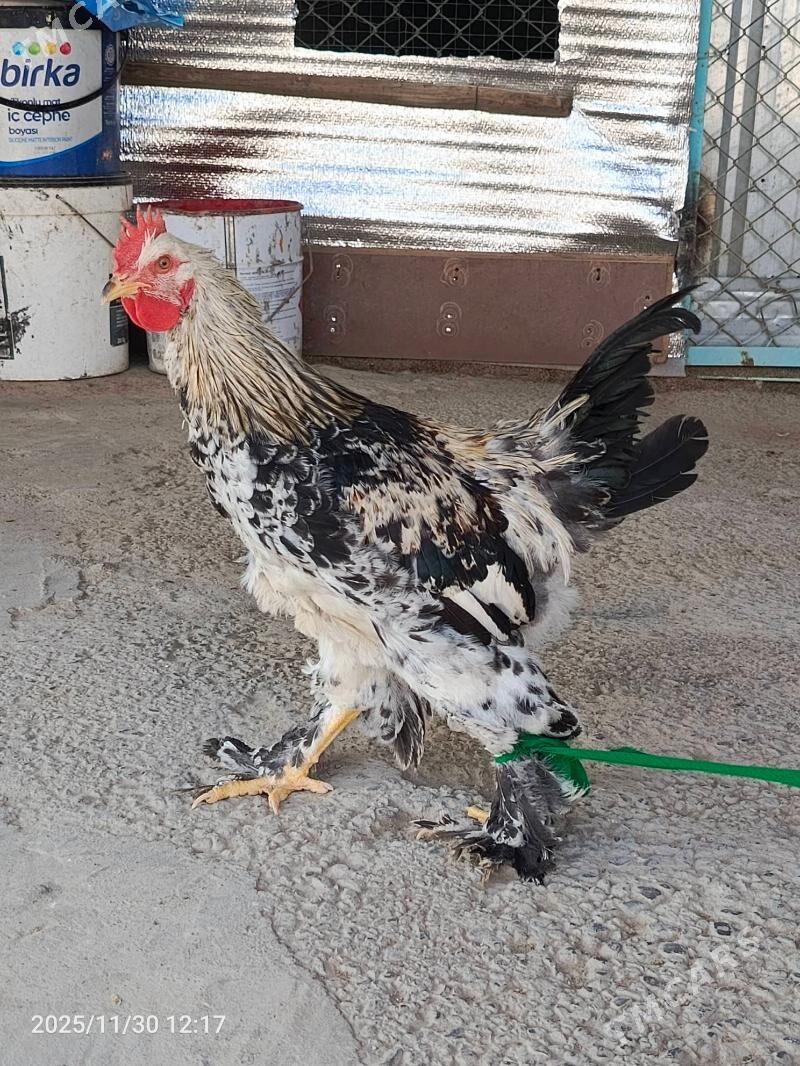 brama horaz dine 7stk ba - Bedew - img 4