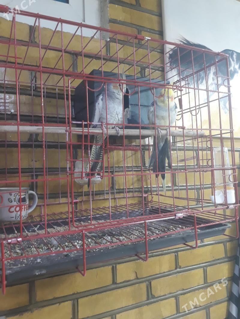 pobugay - Sakarçäge - img 3