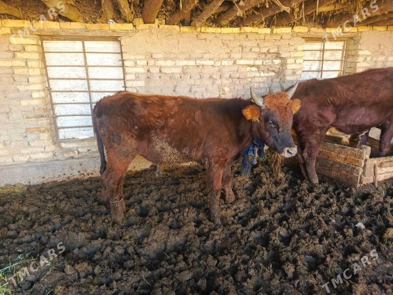 Ökiz - Baýramaly - img 4