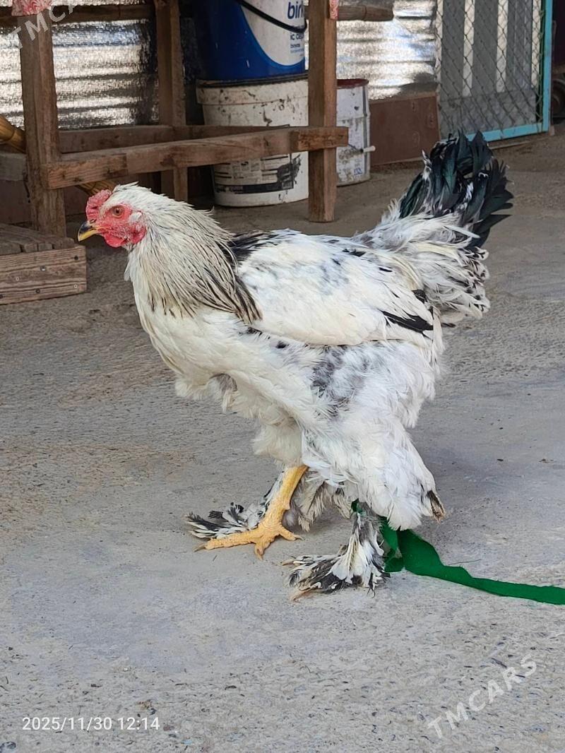 brama horaz dine 7stk ba - Bedew - img 6