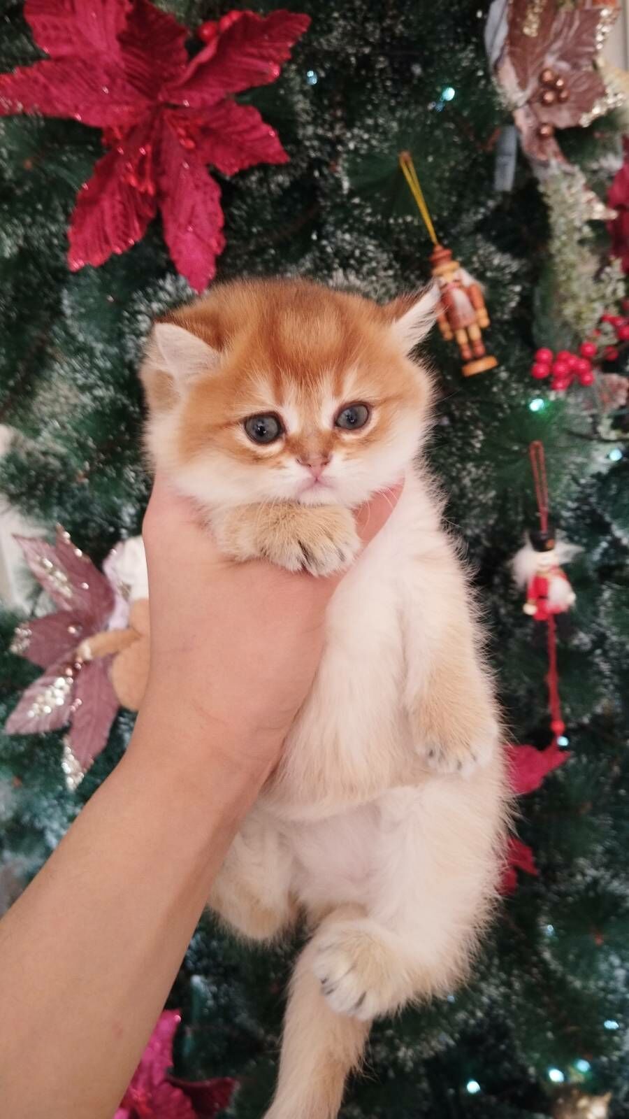 котята - Ашхабад - img 3