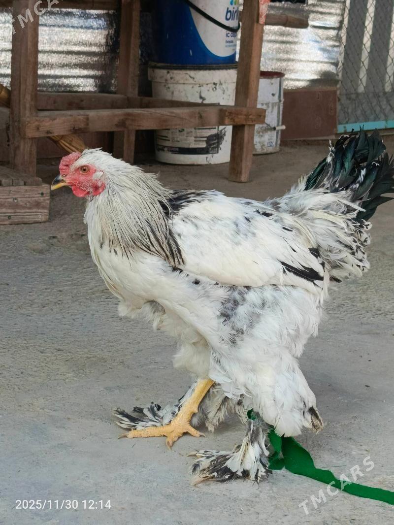 brama horaz dine 7stk ba - Bedew - img 3