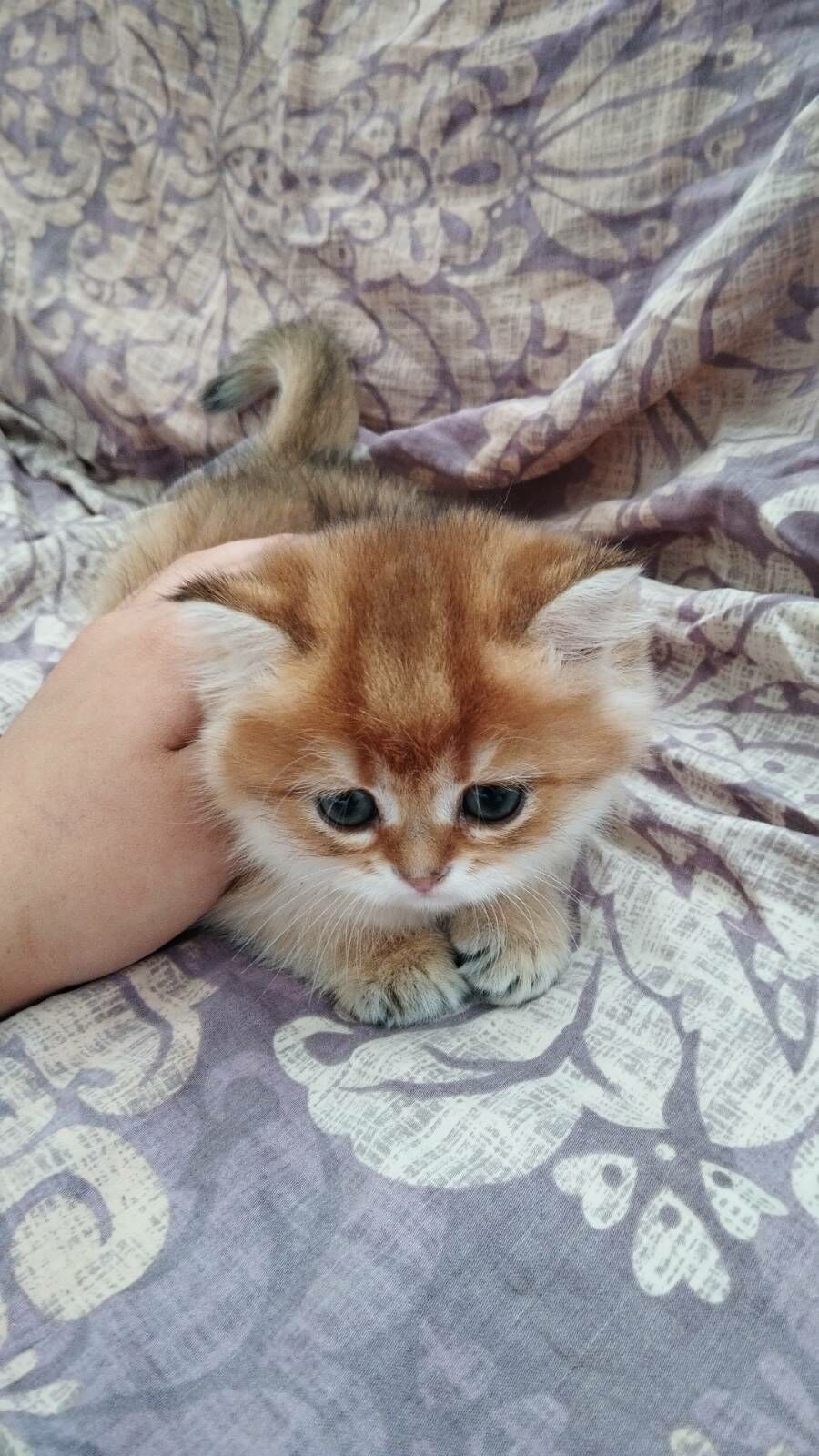 котята - Ашхабад - img 2