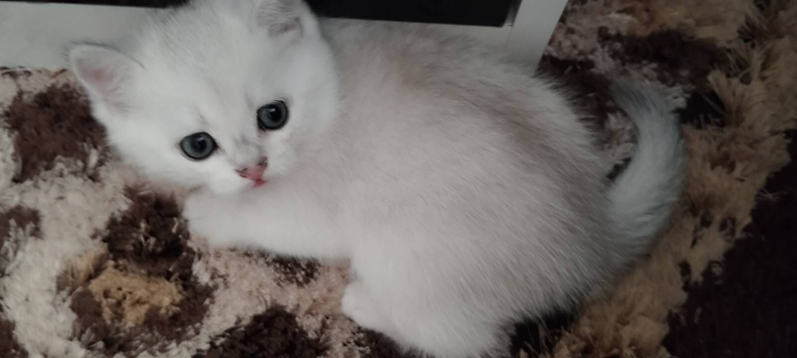 котята - Ашхабад - img 4