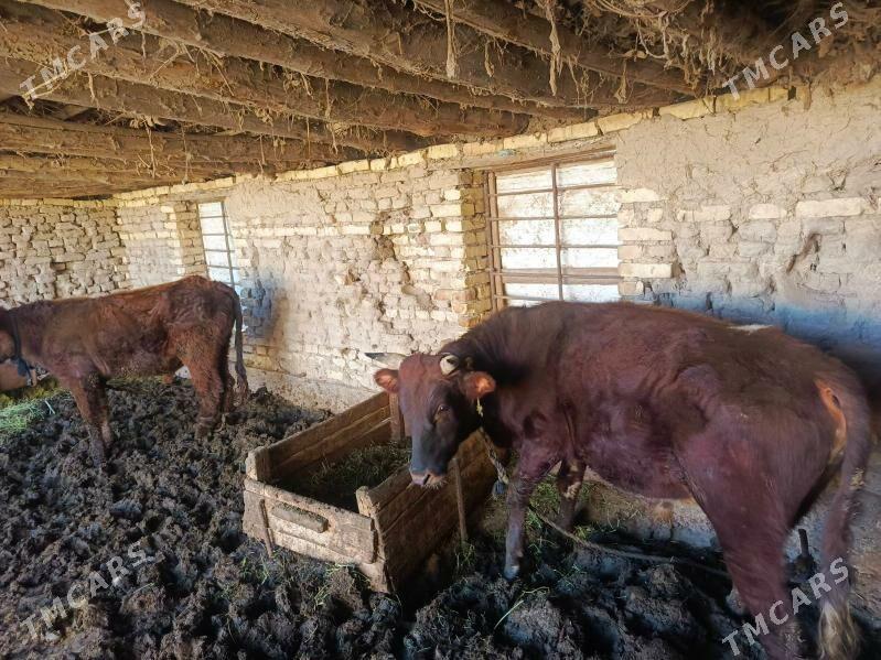 Ökiz - Baýramaly - img 2