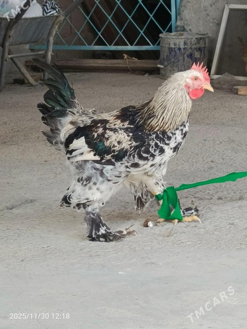 brama horaz dine 7stk ba - Bedew - img 7