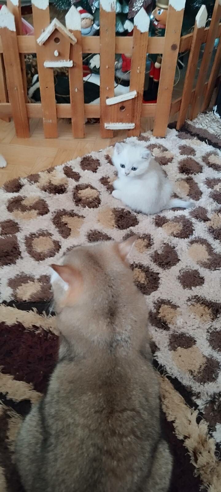 котята - Ашхабад - img 5