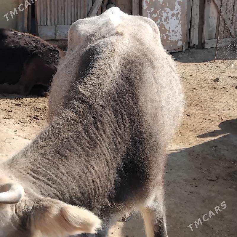 sygyr - Gyzylarbat - img 3