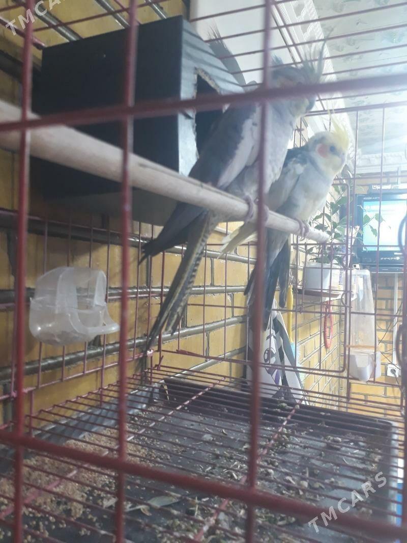 pobugay - Sakarçäge - img 2