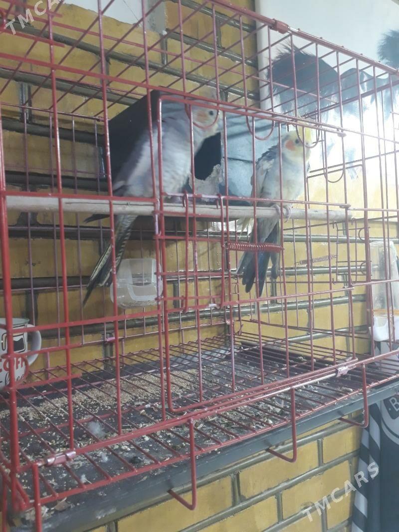 pobugay - Sakarçäge - img 4