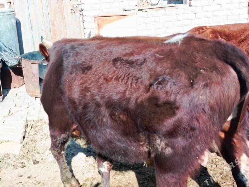 Ökiz - Baýramaly - img 3