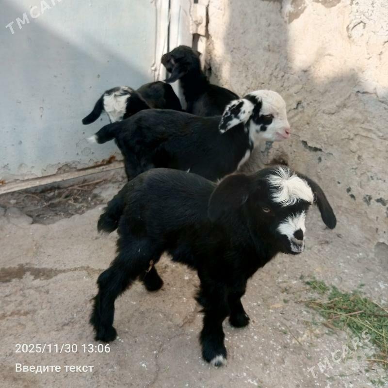 Owlak - Gökdepe - img 3