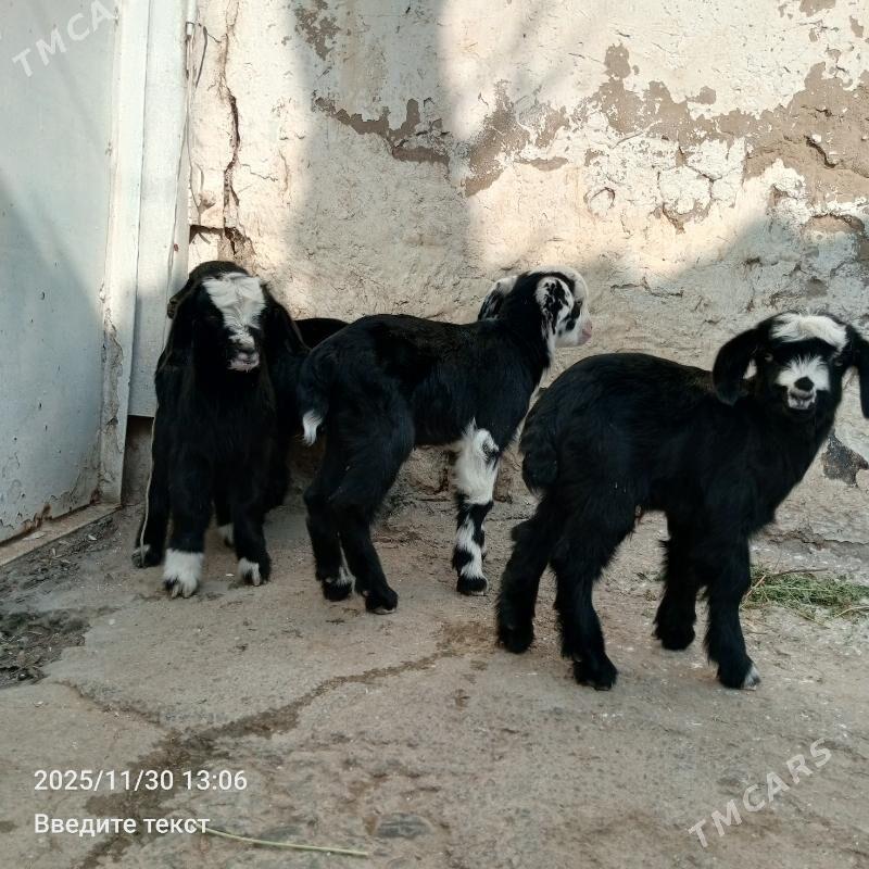 Owlak - Gökdepe - img 2