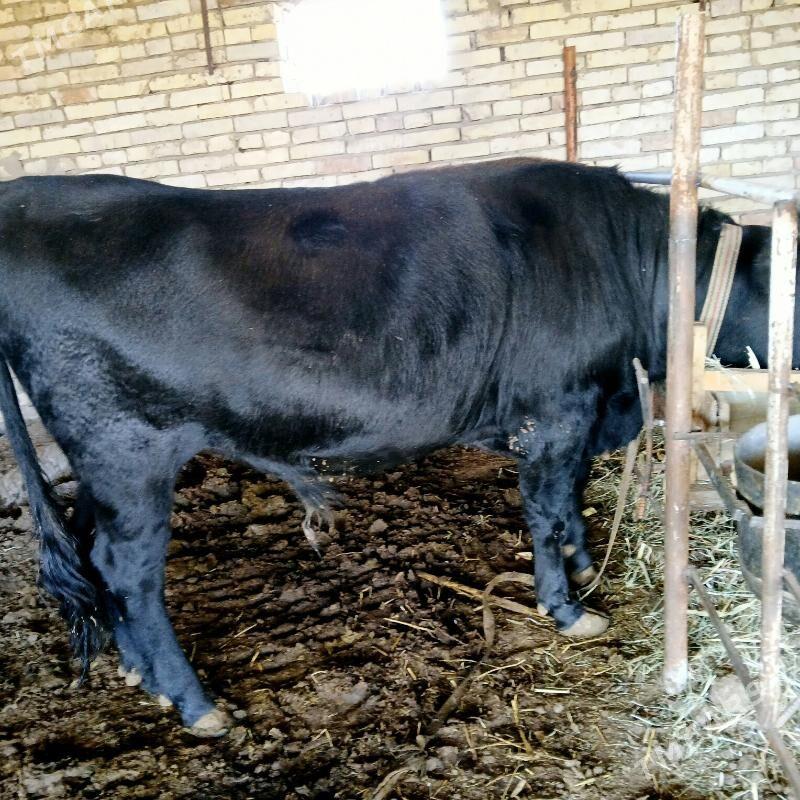 BAKYLAN ÖKÜZCE TAÝYN - Murgap - img 2