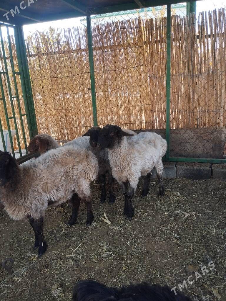 goýun tokly - Ашхабад - img 2