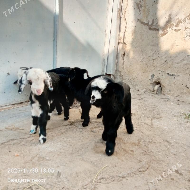 Owlak - Gökdepe - img 6