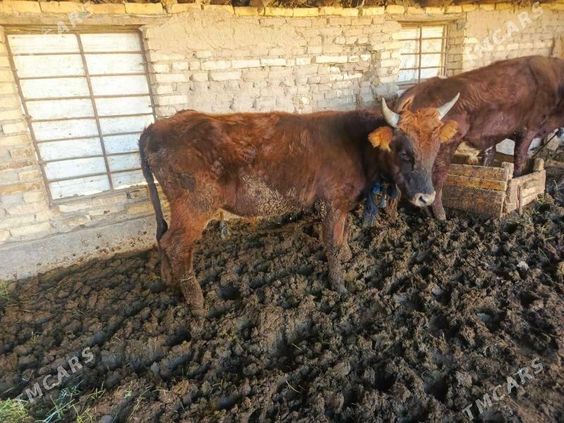 Ökiz - Baýramaly - img 5