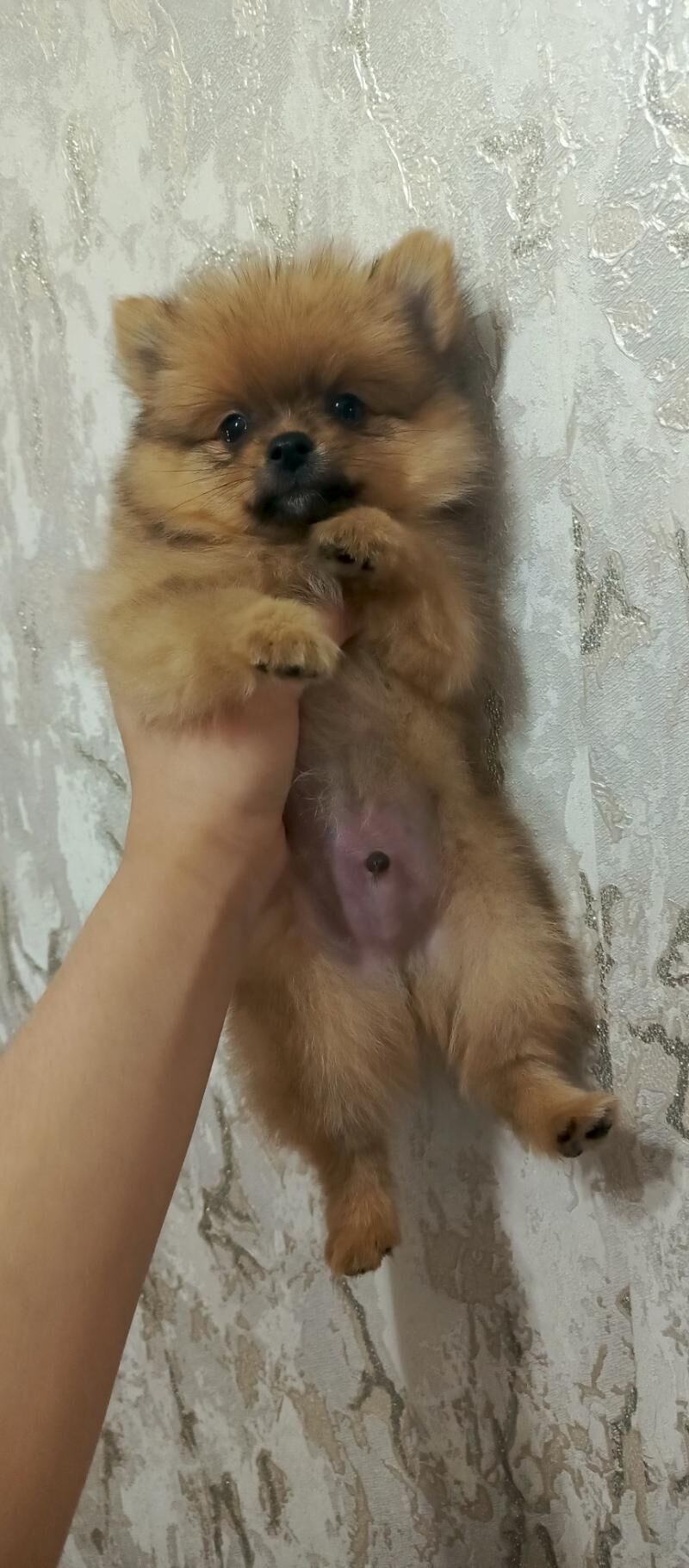 шпиц - Ашхабад - img 1