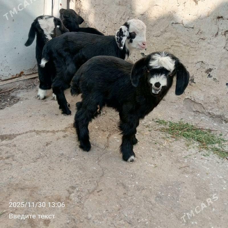 Owlak - Gökdepe - img 1