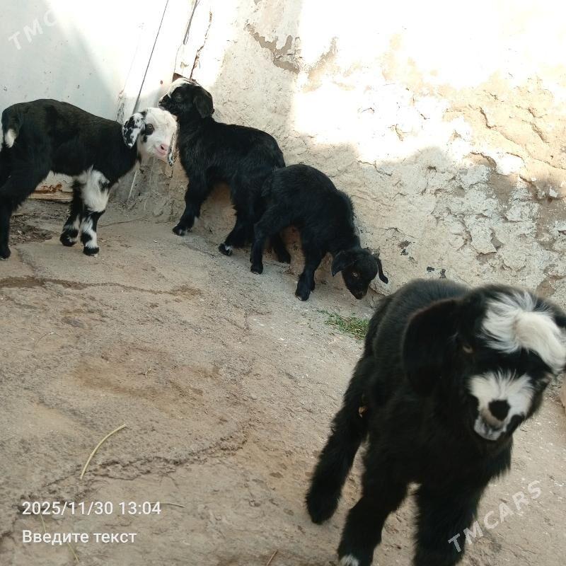 Owlak - Gökdepe - img 5