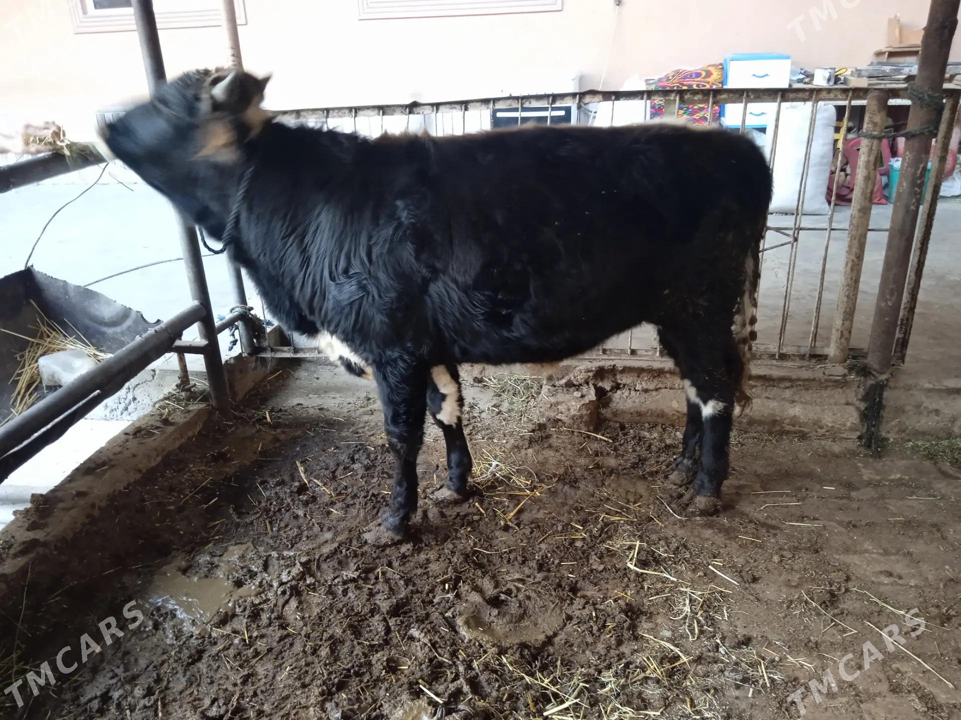 4 sany öküz - Туркменабат - img 4