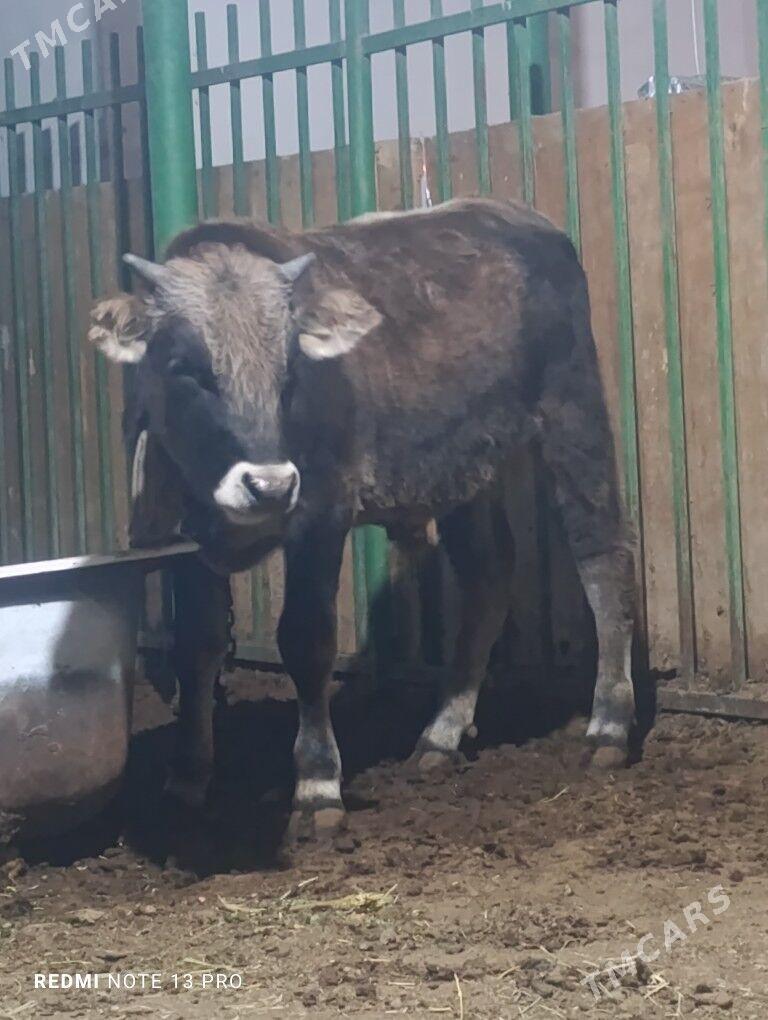 Okuz - Täze zaman - img 2