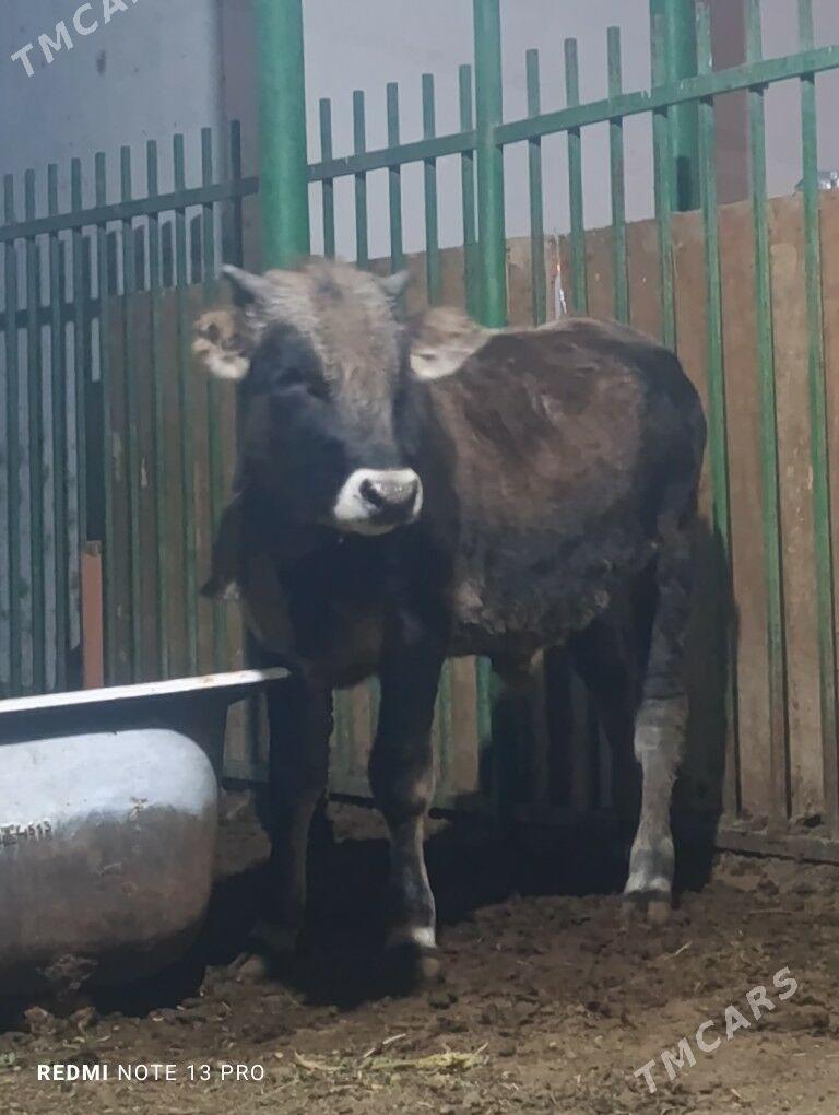 Okuz - Täze zaman - img 3