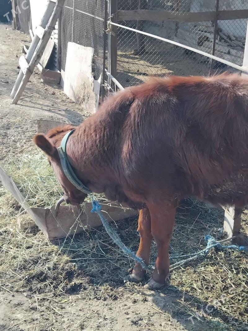 unajyn - Чарджоу - img 2