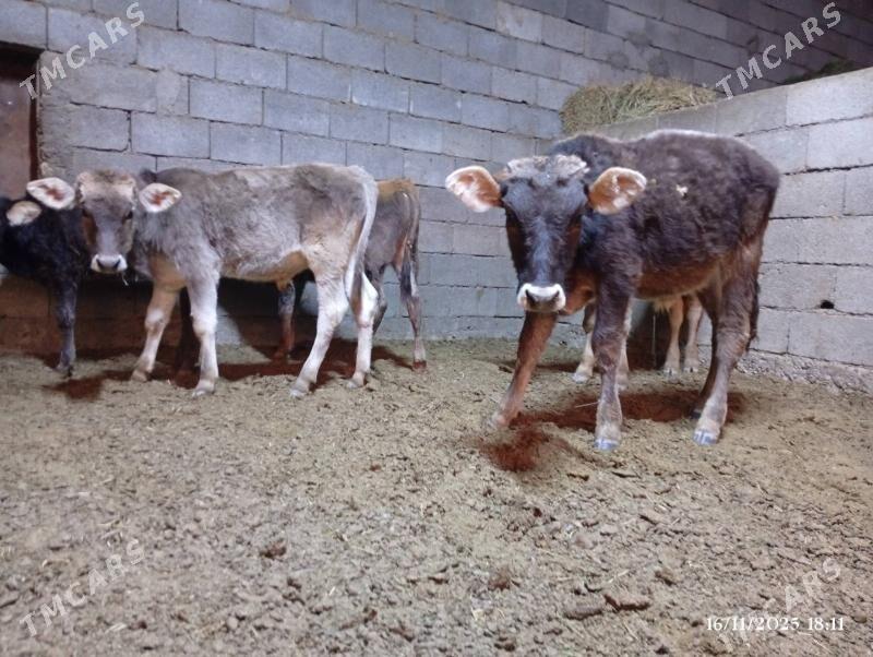 Swes okuzceler tuweler - Herrikgala - img 3