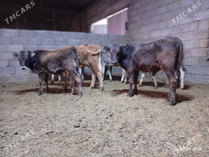 Swes okuzceler tuweler - Herrikgala - img 1