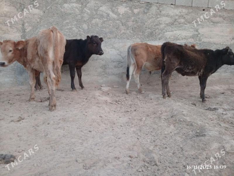 Swes okuzceler tuweler - Herrikgala - img 9