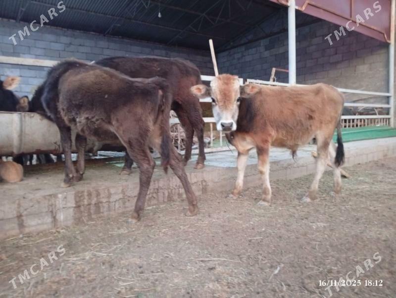 Swes okuzceler tuweler - Herrikgala - img 5