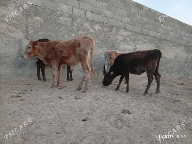 Swes okuzceler tuweler - Herrikgala - img 8