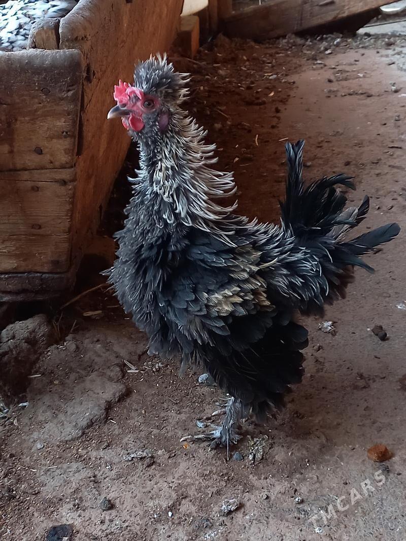 karlik horoz - Ашхабад - img 2