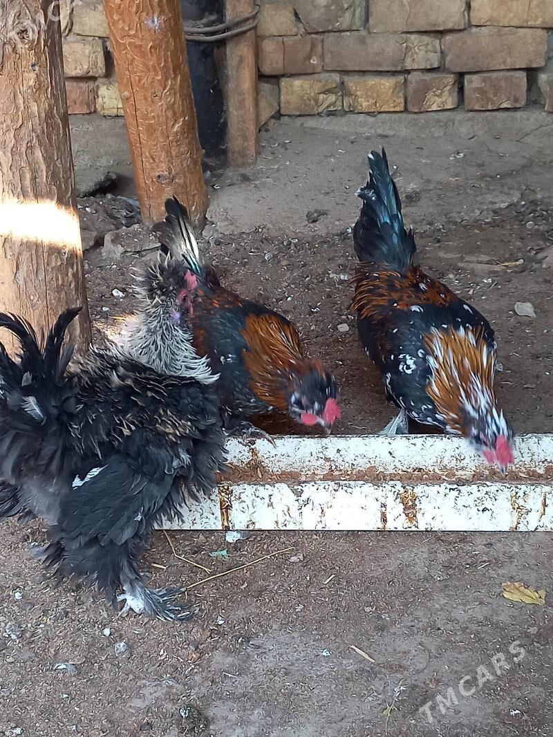 karlik horoz - Ашхабад - img 3