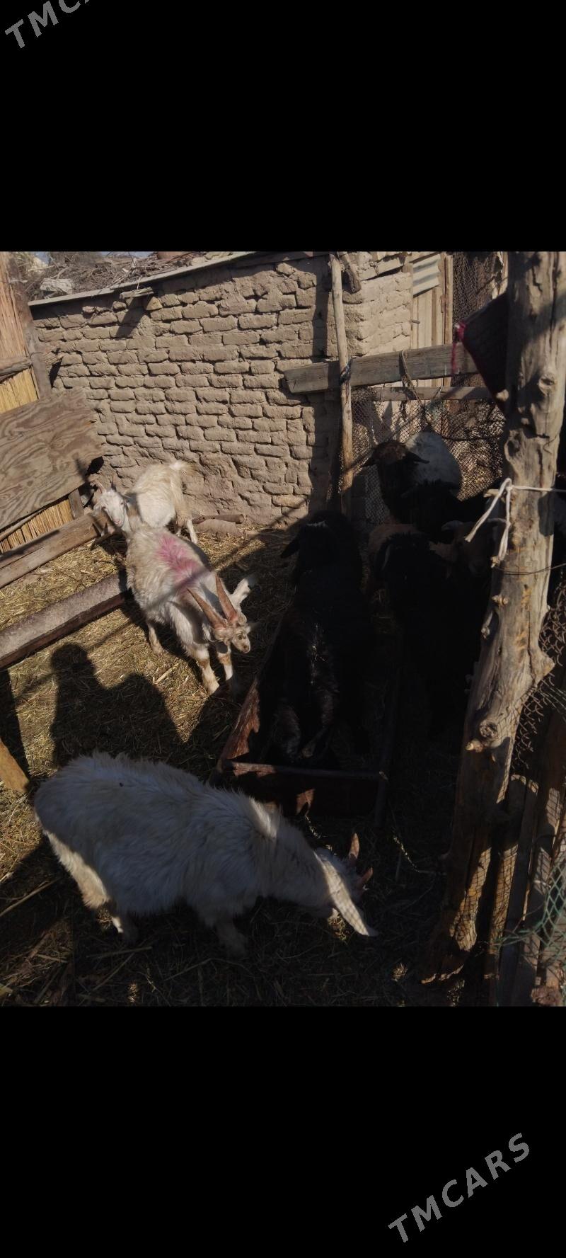 16sany kici mal - Mary - img 2