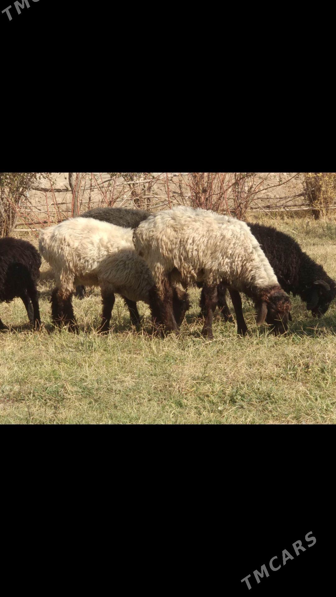 16sany kici mal - Mary - img 4