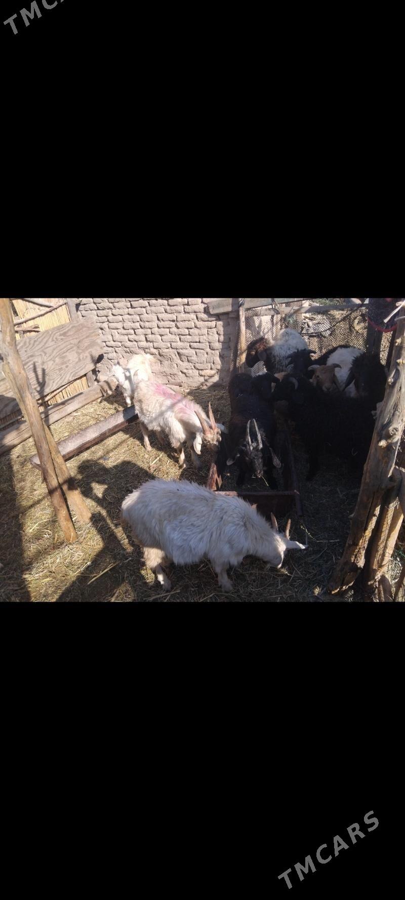 16sany kici mal - Mary - img 3