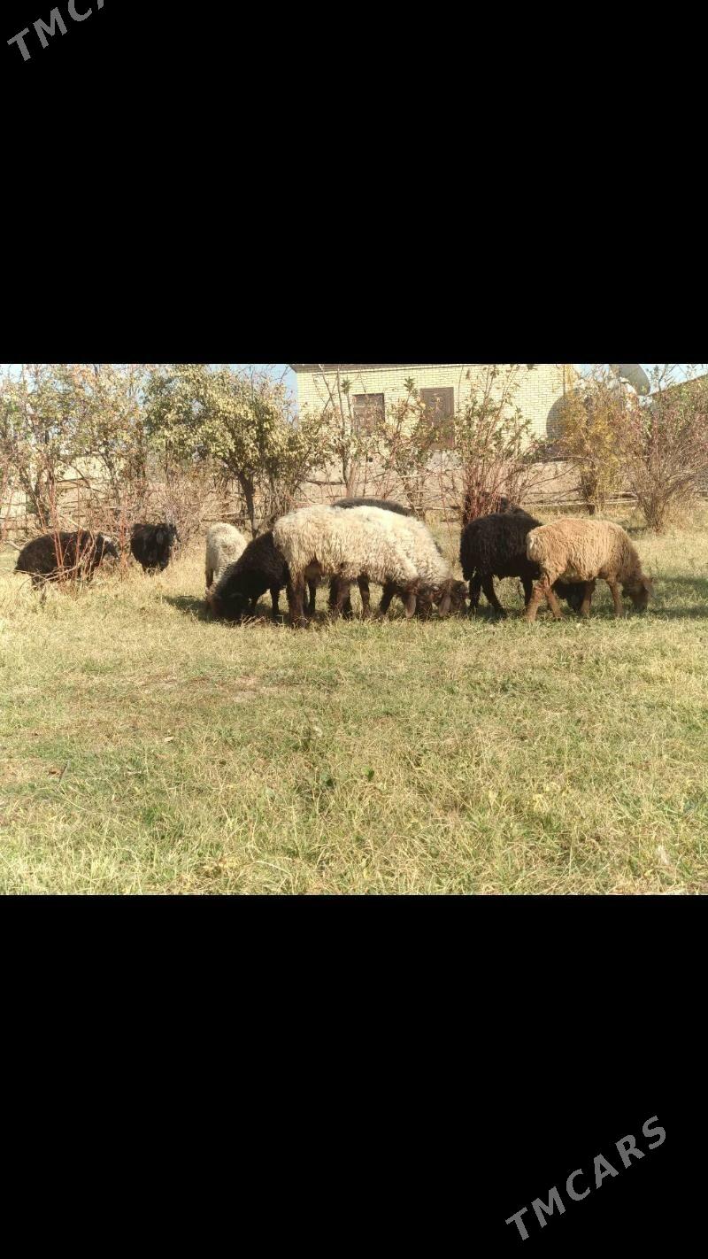 16sany kici mal - Mary - img 5