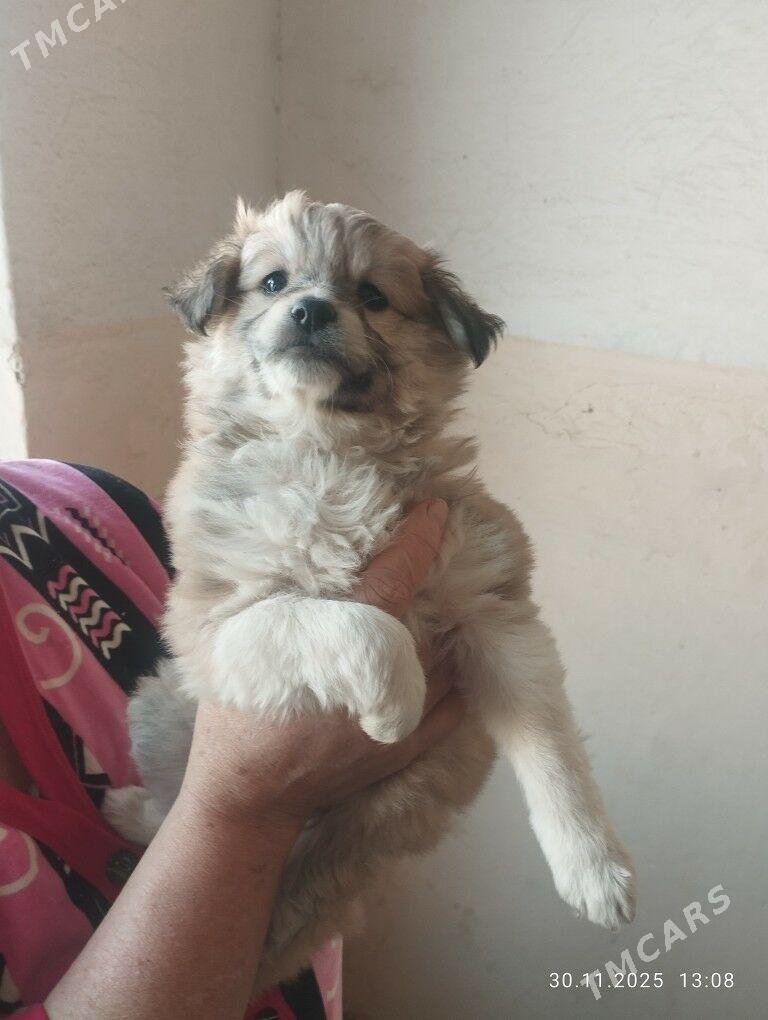 щеночек - Мары - img 2